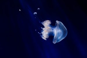 Méduse - Les méduses et l'origine du sommeil